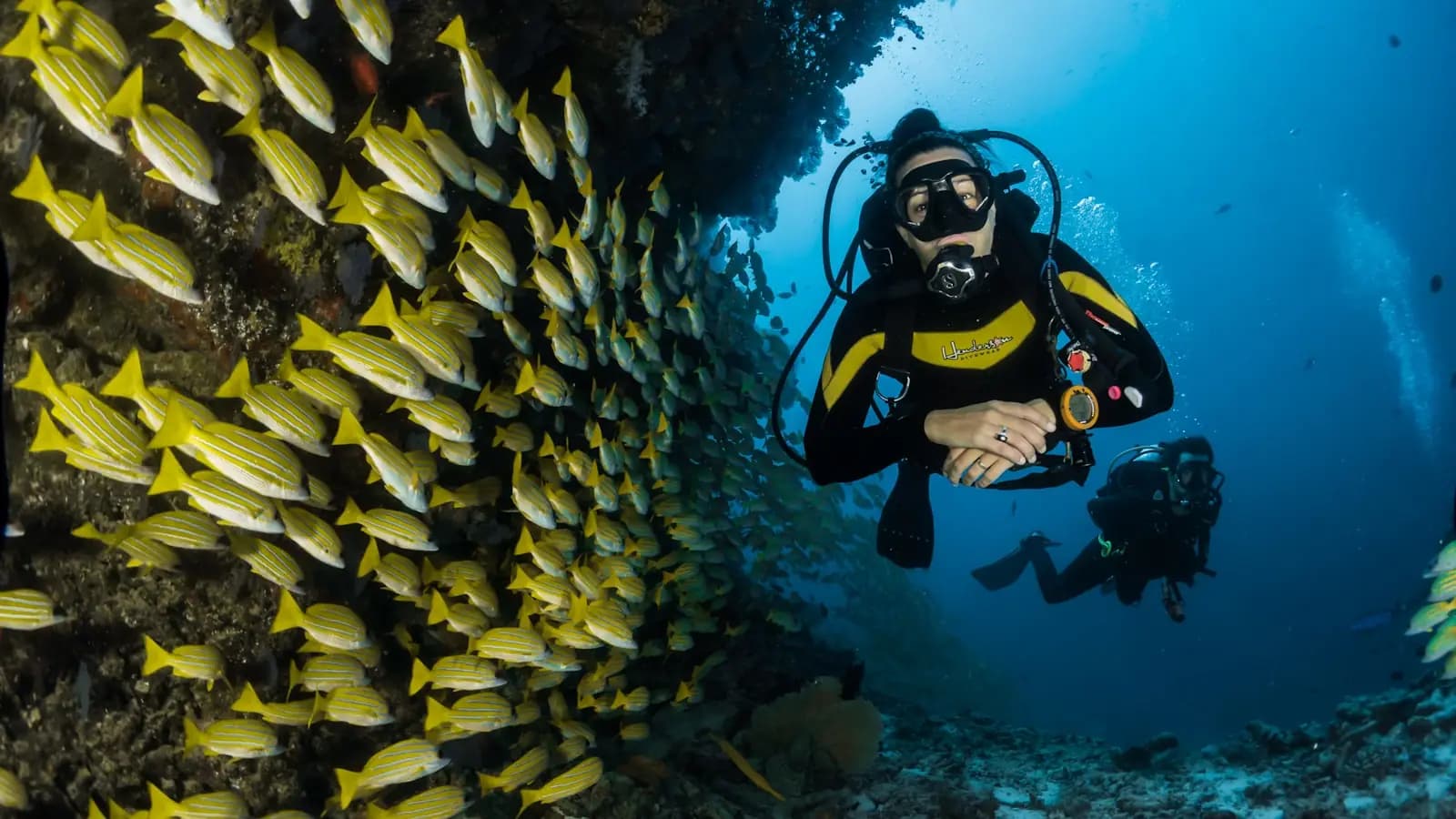 Reef fish over shallow coral seen from just below the surface in clear water