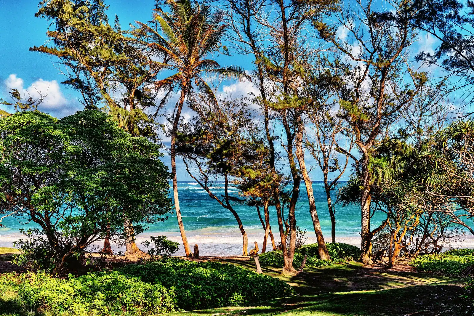 A curving sandy beach backed by a dense belt of ironwood trees with a small island offshore