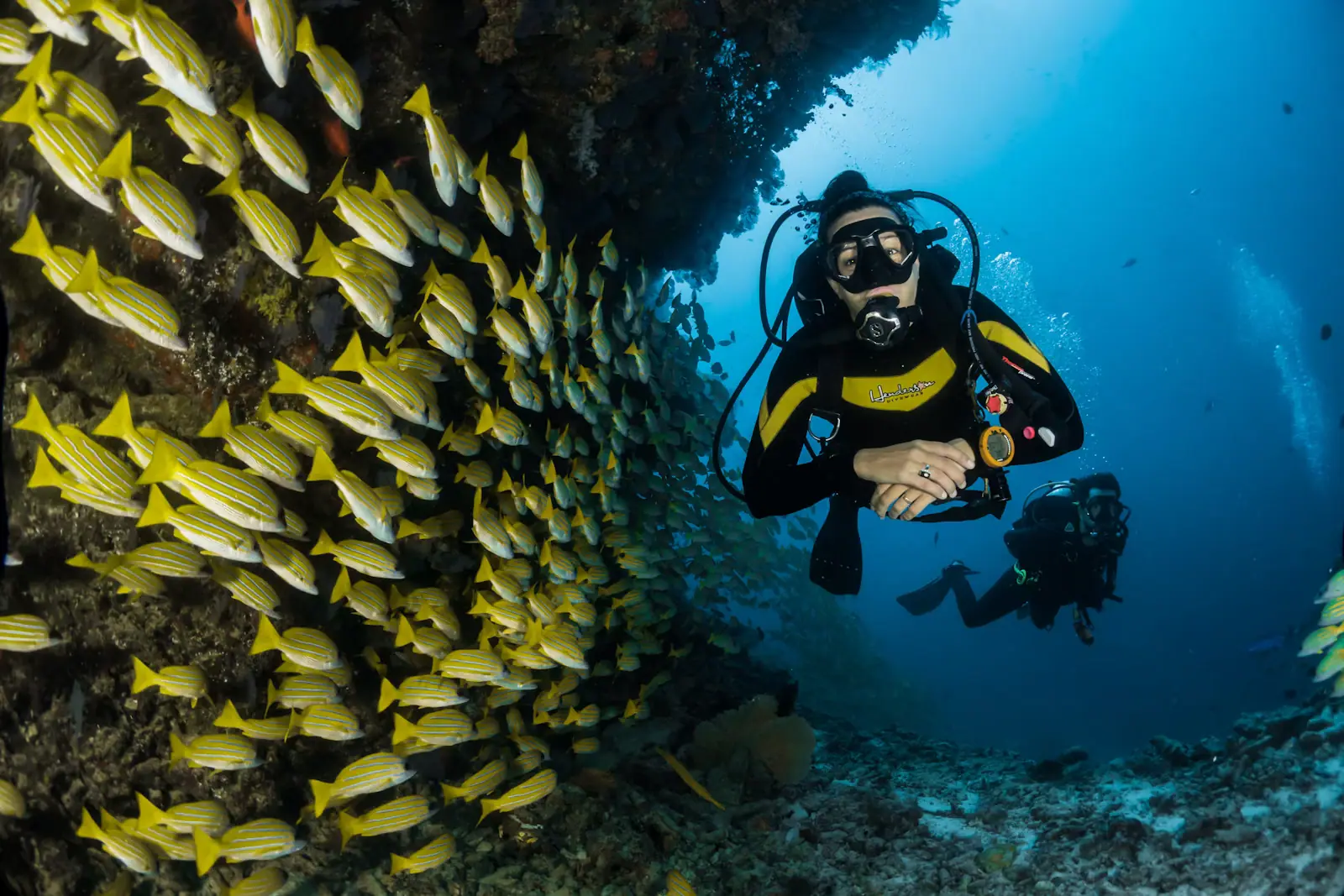 Reef fish over shallow coral seen from just below the surface in clear water